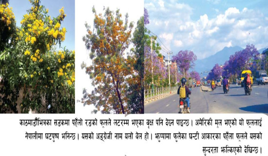 काठमाडौँमा वसन्त बहार