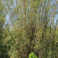 नारायणीले कटान गर्न सक्ने ठाउँमा तटबन्ध बनाउन सांसद कार्कीको आग्रह
