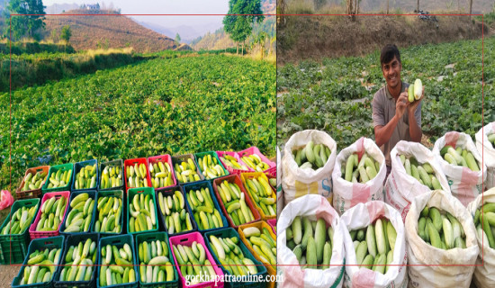 एकै सिजनमै ३० लाखको काँक्रा बिक्री