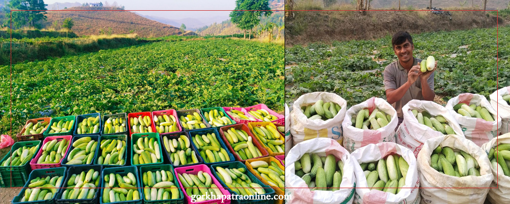 एकै सिजनमै ३० लाखको काँक्रा बिक्री