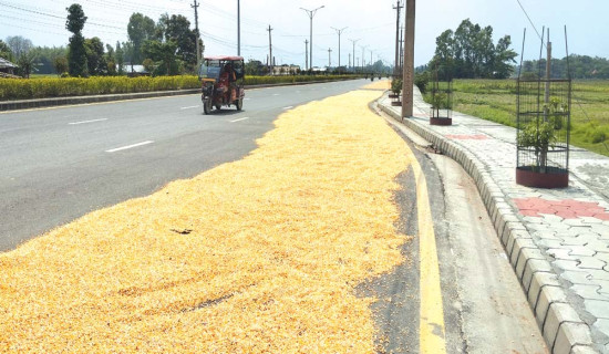 सडकमा मकैको बिस्कुन