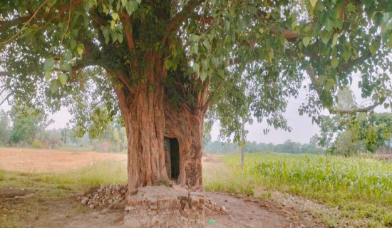 डढेलोले वन सखाप, स्वास्थ्यमा  असर