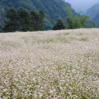 पर्यटन पदमार्ग गोसाईंकुण्ड जाने तीर्थालुले भरिभराउ