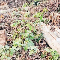 झ्याप् झ्याप् विद्युत जाने समस्याले हैरान उपत्यकावासी
