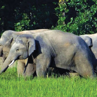 मुद्दा जितेको उपहार गाउँबाट बहिष्कार
