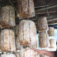 सभापतिको राजीनामा मागिँदैन : डा. कोइराला