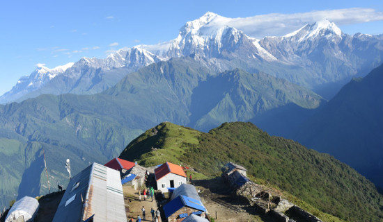 उखुको रस औषधीका लागि प्रयोग