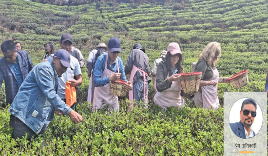 फस्टाउँदै चिया पर्यटन