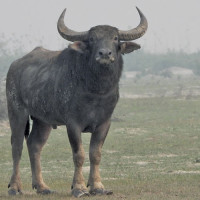 पौडेल राष्ट्रपतिमा निर्वाचित हुनुभएपछि जन्मगाउँमा खुसीयाली