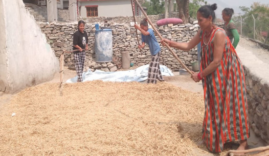 गहुँ चुट्ने ग्राब्री हराउँदै