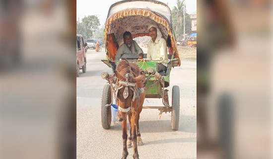 विस्थापित हुँदै टाङ्गा घोडा सवारी पेशा
