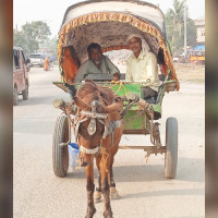 लामो खडेरीलाई जितेको थोल्म जिउलो