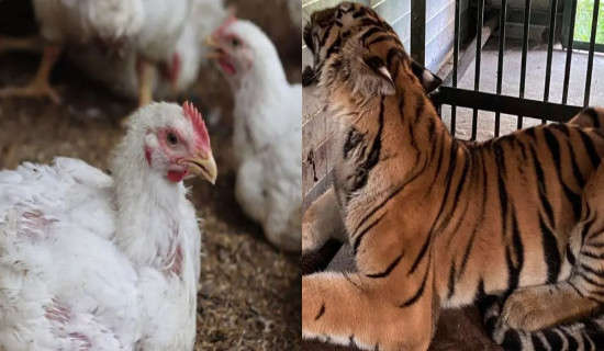 बर्ड फ्लुका कारण बाघिनीको मृत्यु, उत्तर प्रदेशका सबै चिडियाखाना अस्थायी रूपमा बन्द