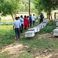 भारतबाट अवैध भित्रिएका १० हजार चल्ला नष्ट