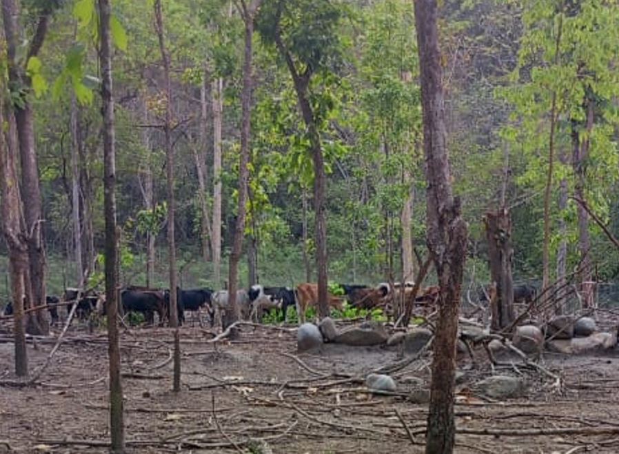 गिद्धको जमघट स्थल बन्यो गौशाला