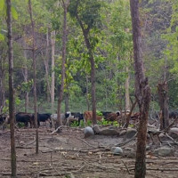 एउटै परिवारका आठ सदस्यको मृत्यु
