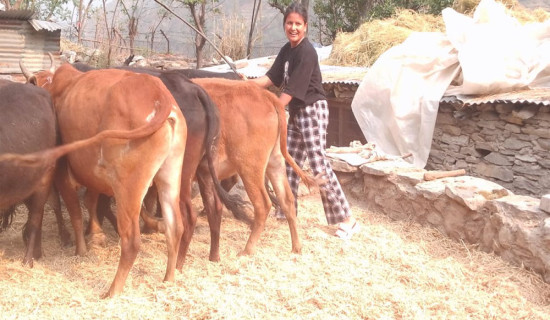 गहुँ चुट्न हलगोरुको प्रयोग
