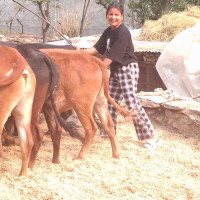 रेशम चौधरीको रिहाइका लागि सकारात्मक छु : मुख्यमन्त्री रावल