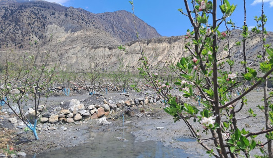 मुस्ताङमा सार्वजनिक जग्गामा स्याउ खेती
