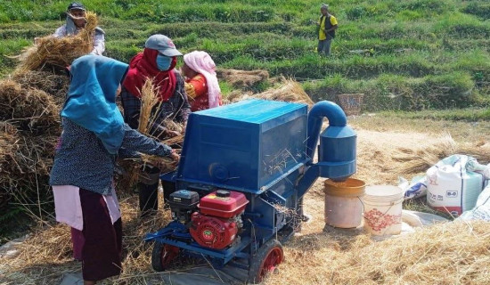 यन्त्रको प्रयोग गरी गहुँ चुट्दै किसान