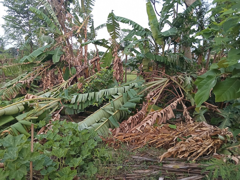 हावाहुरीमा परी छ जना घाइते