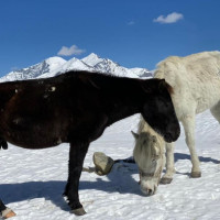 स्वदेशी उत्पादनको प्रवर्द्धनमा रमाउँदै दाहाल दम्पती