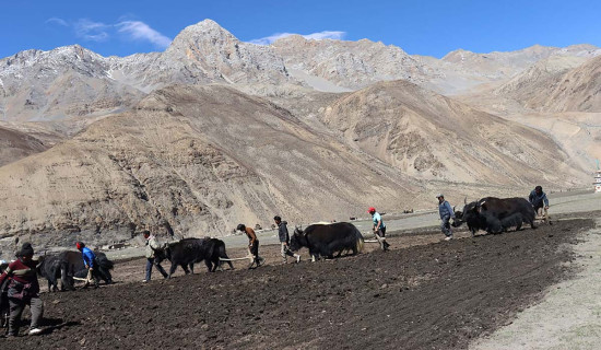 चौँरीको सहायताले बारी जोत्दै कृषक