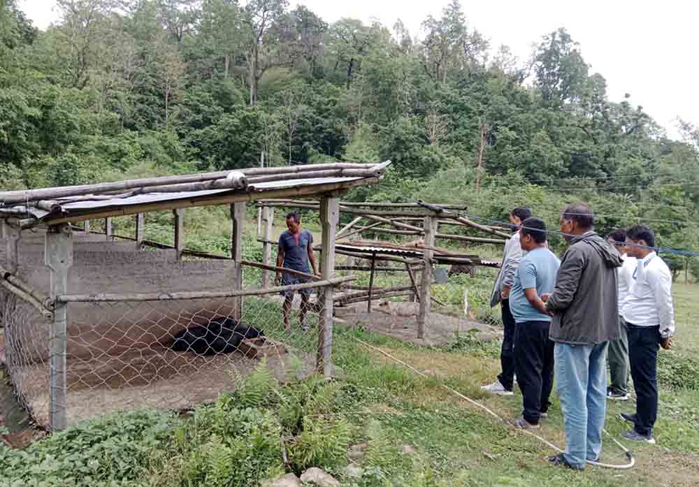 वराहक्षेत्रमा स्वाइन फिभरको संक्रमण, ३१ बंगुर मरे