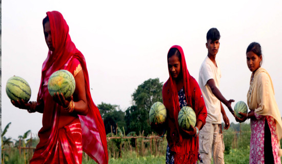 तरबुजाको हब बाणगङ्गा बगर (फोटो फिचर)