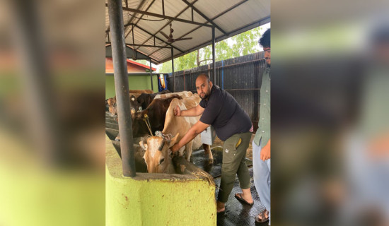 एक लाख पशुलाई खोरेतविरुद्ध खोप