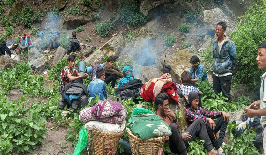 यार्चागुम्बा सङ्कलन सुरु