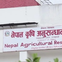 व्यावसायिक ड्रागन फ्रुटको खेती
