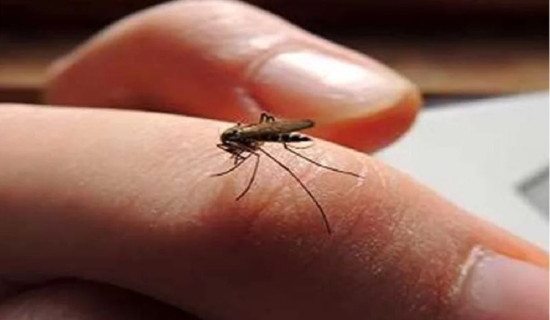 ताँजाकोटमा औंलो र कालाजारका बिरामी भेटिए