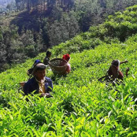 गणतन्त्र धरापमा पार्ने षड्यन्त्र हुँदैछ : प्रचण्ड