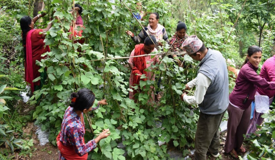 बेनीका किसानलाई कृषक पाठशालामार्फत खेती गर्न सिकाइँदै