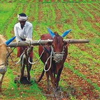 सडक निर्माणमा सिमेन्टको प्रयोगको मात्र कम भएको भन्दै बढाउन निर्देशन