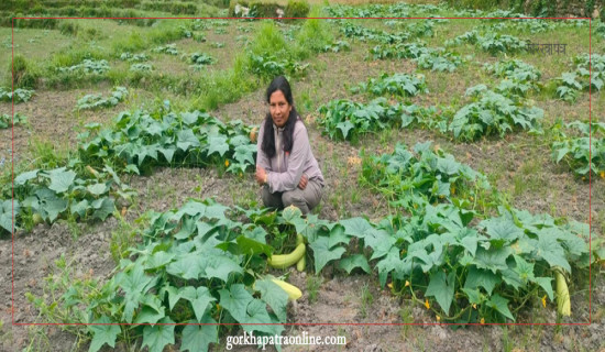 उपमेयर क्षेत्रीको लोभलाग्दो काँक्राखेती, राजनीतिमा पनि सक्रिय