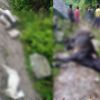 बर्खासँगै डेंगु सङ्क्रमणको जोखिम बढ्ने