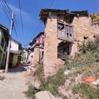 मुगुका किसानलाई जौ भित्र्याउन चटारो