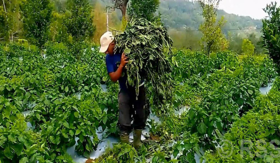 हिमाली क्षेत्रमा भेटिए औलोका बिरामी