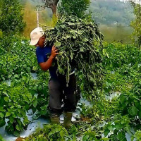 विषादि प्रयोग गर्ने किसानको अनुदान रोकिने