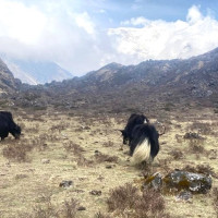 बेलिब्रिज झिकेसँगै थपियो सास्ती