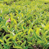 यस्तो छ आजका लागि तोकिएको विदेशी मुद्राको विनिमय दर