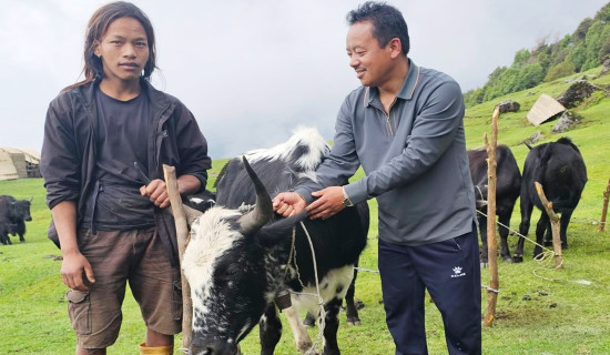 अनुदानमा कृषकलाई चौँरी तथा याक