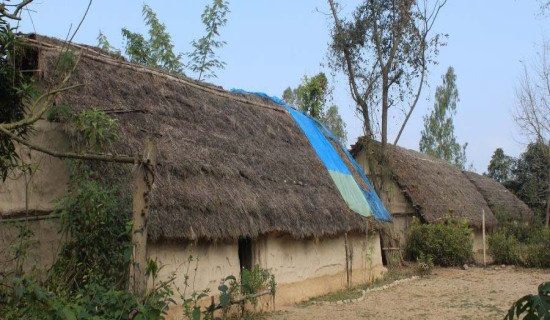 तरकारीमा आफूखुसी विषादी प्रयोग