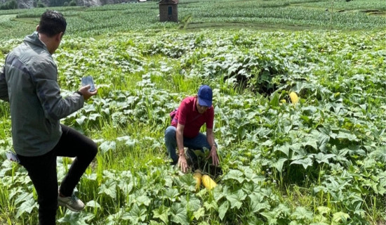 बाच्छा गाउँका कृषकलाई बिउ काँक्राे टिप्न भ्याइनभ्याइ