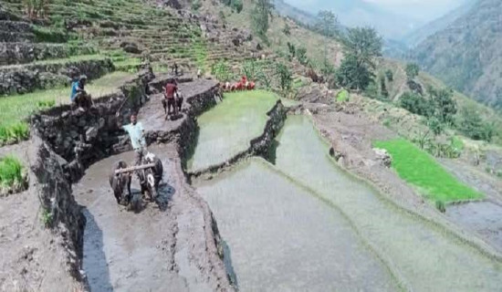 बाजुरामा धान रोपाइँ सुरु