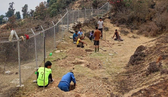 गोरदी र बयलीमा रोपियो तीन सय स्याउका बिरुवा