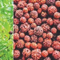 प्राचीन मानिसको साथी फ्याउरा