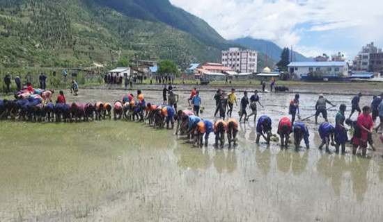 जुम्लाको शेरा खेतमा रोपाइँ